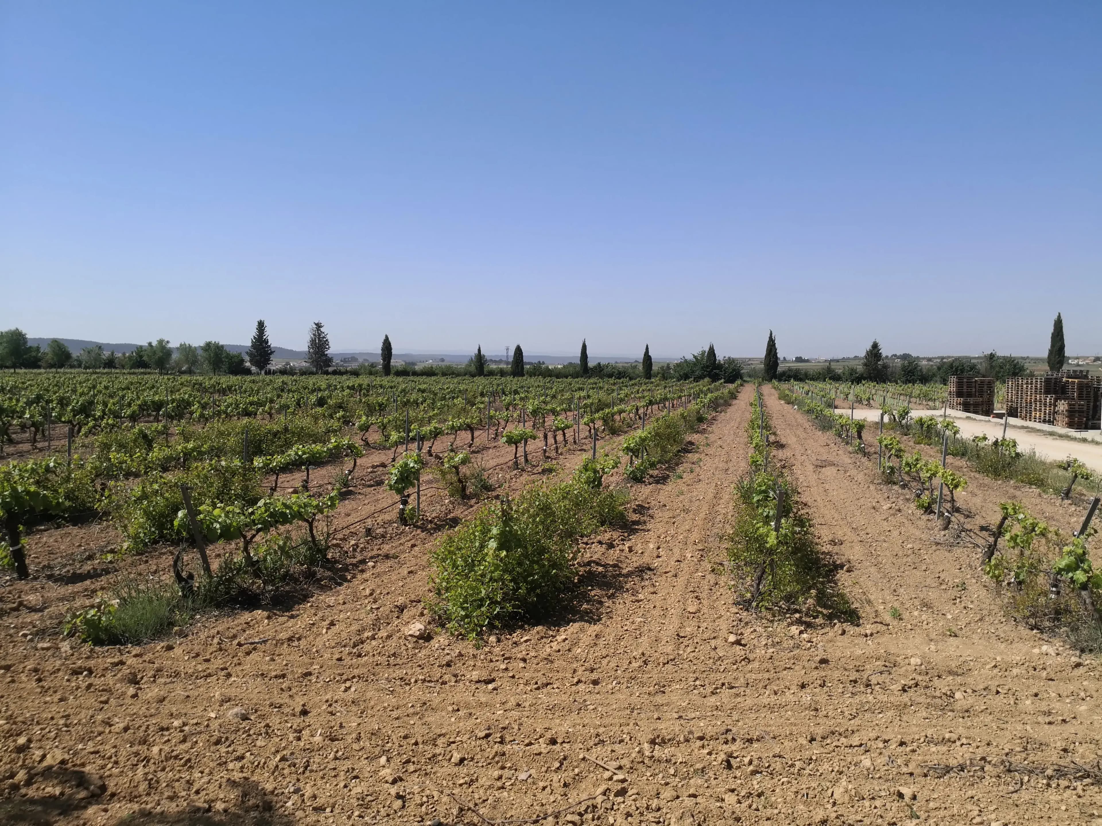 Hileras de viñas de bobal extendiéndose por la meseta de Utiel-Requena