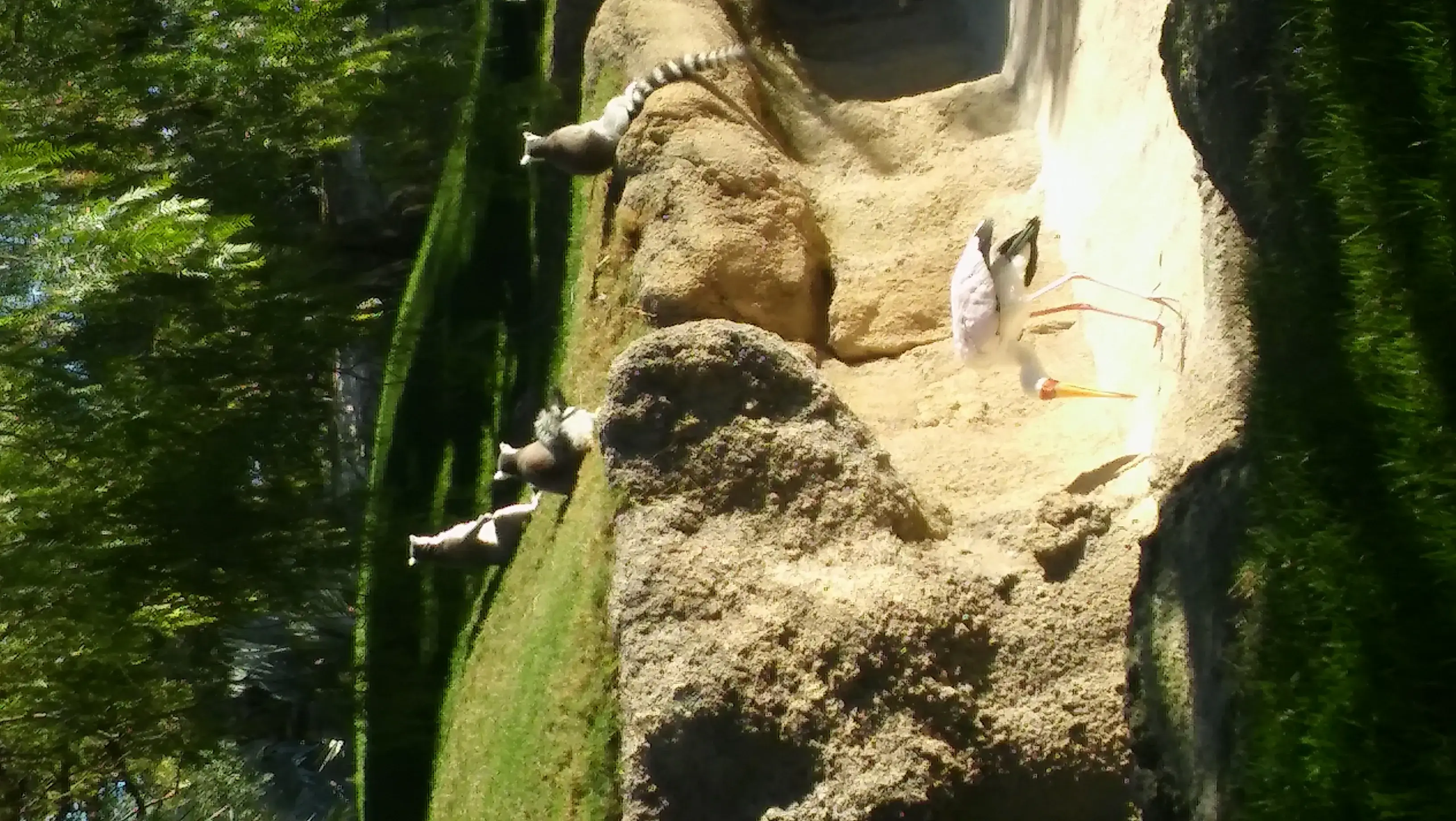 Un gran felino descansando sobre las rocas en Bioparc València