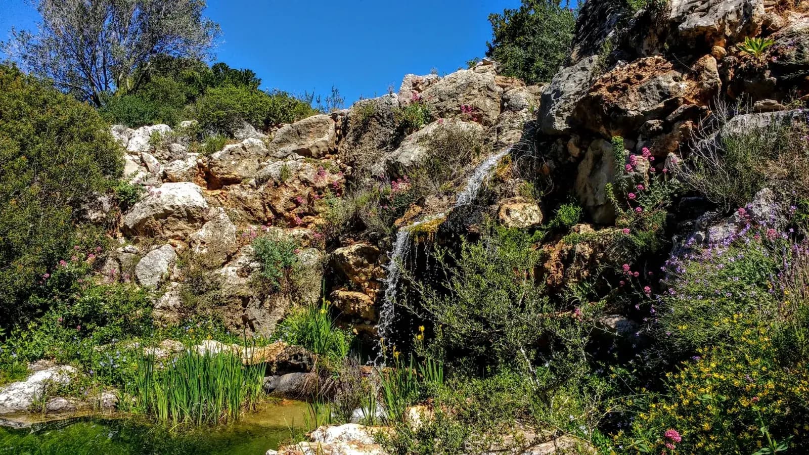 Paseo de rosas enmarcado por cipreses y plantación mediterránea